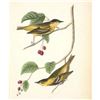 Image 1 : c1946 Audubon Print, #60 Carbonated Warbler
