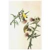 Image 2 : c1946 Audubon Print, #33 Goldfinch