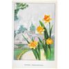Image 2 : Daffodil 1920's Color Lithograph Print