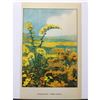 Image 2 : 1920's Goldenrod, Color Lithograph Print