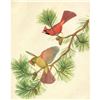 Image 1 : Vintage Menaboni Bird Picture â€“ Cardinal