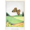 Image 2 : 1920's Buckeye Butterfly Color Lithograph Print