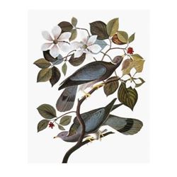 c1946 Audubon Print, #367 Band-Tailed Pigeon