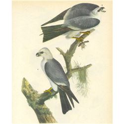 c1946 Audubon Print, #117 Mississippi Kite