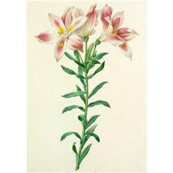 After Pierre-Jospeh Redoute, Floral Print, #2 Alstroemeria Pelegrina