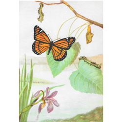 1920's Viceroy Butterfly Color Lithograph Print