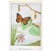 Image 2 : 1920's Viceroy Butterfly Color Lithograph Print