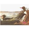 Image 1 : c1950 Audubon Print, American Merganser