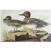 Image 1 : c1946 Audubon Print, #228 Green-Winged Teal