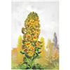 Image 1 : Mignonette, 1920's Color Lithograph Print