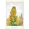 Image 2 : Mignonette, 1920's Color Lithograph Print