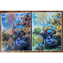 Set with 14 Photographs Animals