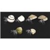 Image 2 : Natural Seashells with Hand Blown Glass Hermit Crabs