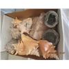 Image 2 : Shells & Rocks- Many Varieties