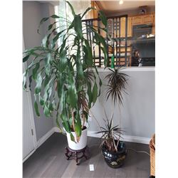 Lot of houseplants