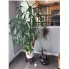 Image 1 : Lot of houseplants