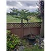 Image 1 : Tree in planter C