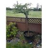Image 2 : Tree in planter C