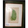 Image 1 : Polypodium Logissimum 1863 Color Lithograph #1005396