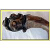 Image 1 : CANE WALKING STICK HANDCARVED BULLDOG V OLD #999214