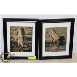 LOT OF 2 FRAMED  CHEETAH PICTURES