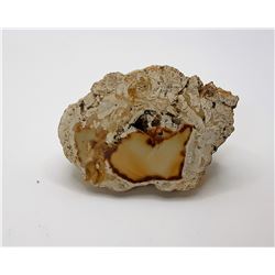 22) NATURAL FOSSIL SPECIMEN OF PETRIFIED