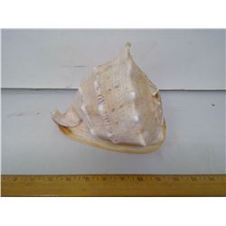 HUGE 7" DIAMETER HELMET CONCH END DRILLED SHELL TRUMPET