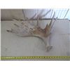 Image 1 : MOOSE ANTLER SHED (LEFT)