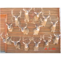 Kansas Whitetail Hunt – 1 hunter