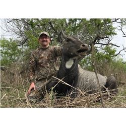 South Texas Nilgai and Quail or Turkey Hunt – 2 hunters