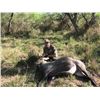 Image 2 : South Texas Nilgai and Quail or Turkey Hunt – 2 hunters