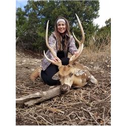 Texas Trophy Exotic Hunt – 1 hunter (Axis or Blackbuck Trophy)