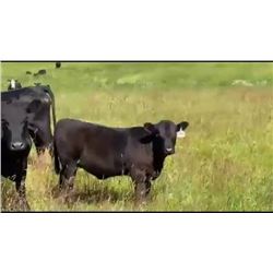 Lee Ranch - 90 Heifers