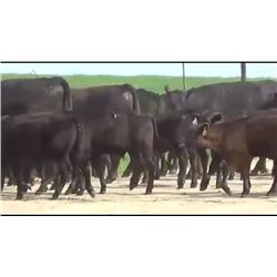 Elk Creek Cattle - 188 Steers