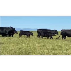 Dye Ranch - 165 Steers