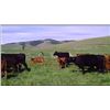 Image 1 : Michael and Darah Nelson - 90 Steers