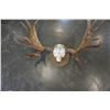 Image 2 : MOOSE ANTLERS APPROX 48 INCHES ACROSS