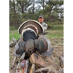 2 person Colorado Semi Guided Turkey/Shed Hunting Package