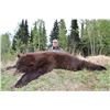 Image 1 : BC Spring Black Bear Hunt