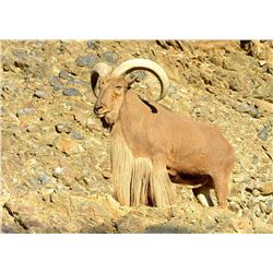 Aoudad Hunt Fully Guided 5 day New Mexico
