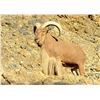 Image 1 : Aoudad Hunt Fully Guided 5 day New Mexico