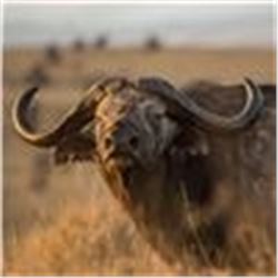 Sandstone African Safari