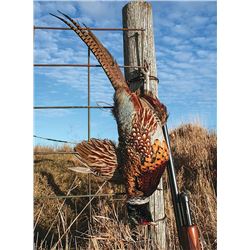 2 Person Kansas Two day Upland Pheasant hunt with Kansas Regional Director on Private ground