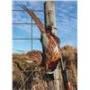 Image 1 : 2 Person Kansas Two day Upland Pheasant hunt with Kansas Regional Director on Private ground