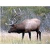 Image 1 : Trophy Bull Elk Rifle Hunt Unit 36 New Mexico