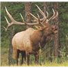 Image 2 : Trophy Bull Elk Rifle Hunt Unit 36 New Mexico