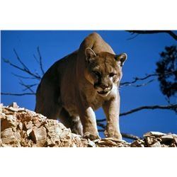 New Mexico Mountain Lion Hunt