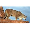 Image 2 : New Mexico Mountain Lion Hunt