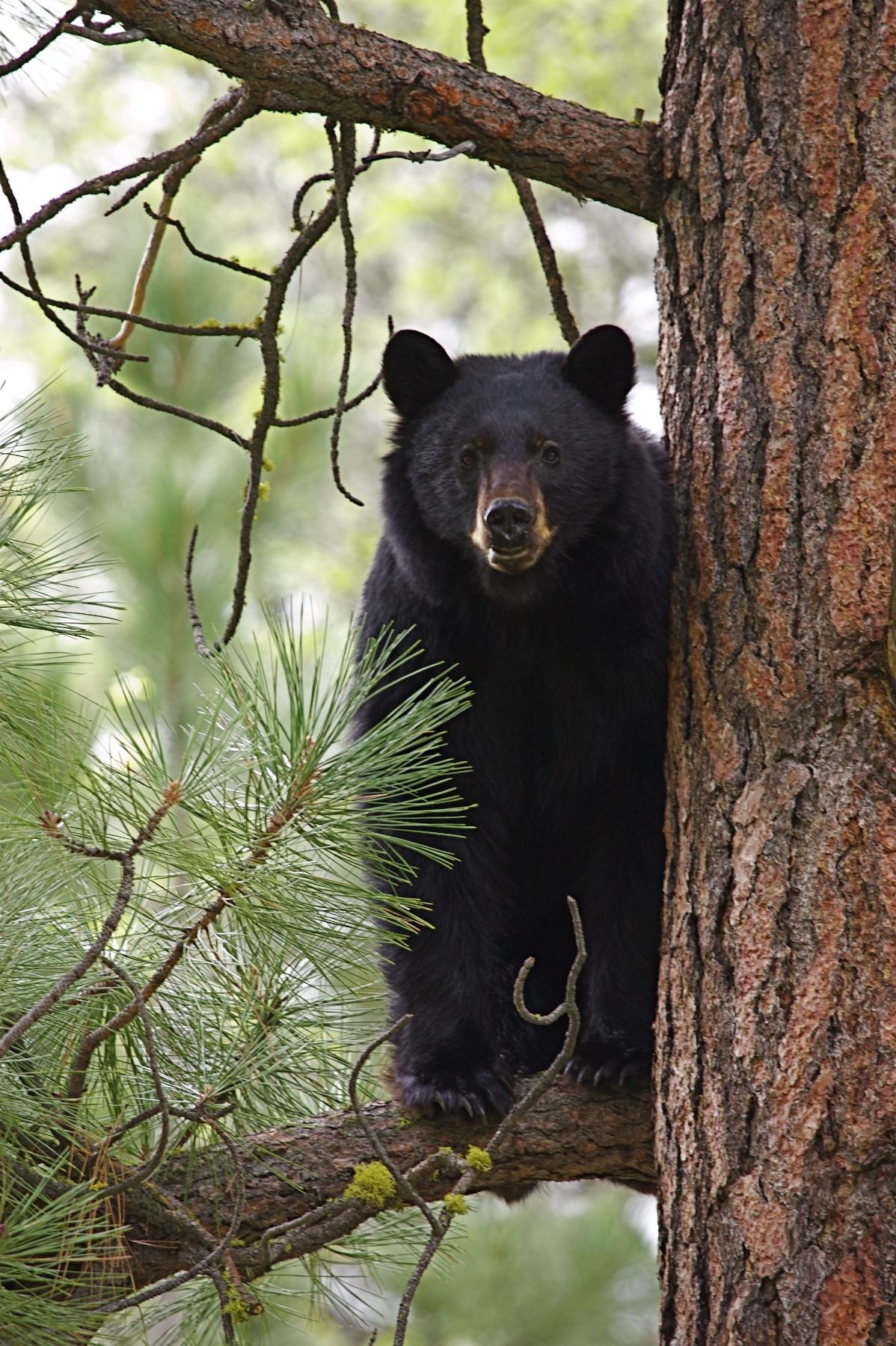 New Mexico Bear hunt with hounds