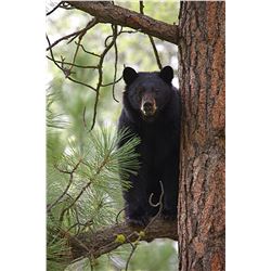 New Mexico Bear hunt with hounds